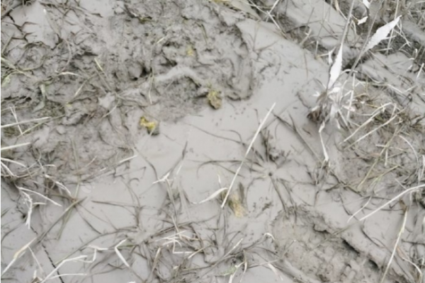 學會這三個方法找草魚，一次至少能釣上二十條