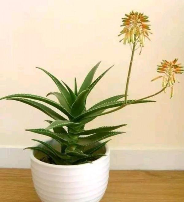 容易因多澆水而死的“18種花”，養不活都是由於手太勤