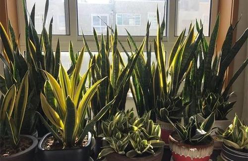 虎皮蘭有“5怕”，難怪從不出新芽，越養越難看