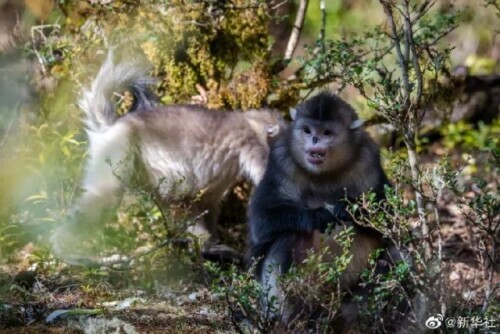 看!草木猴鷸鵝熊熊貓鴨…… 看!草木猴鷸鵝熊熊貓鴨……