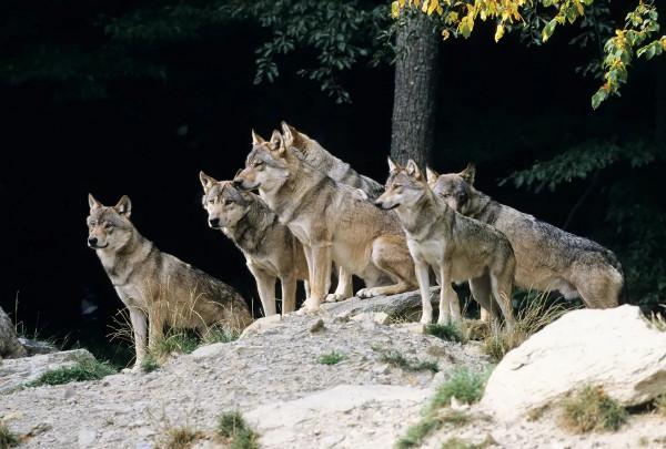 狼群是老虎的天敵嗎?從俄羅斯的情況來看,恰恰相反 狼群是老虎的天敵嗎?從俄羅斯的情況來看,恰恰相反