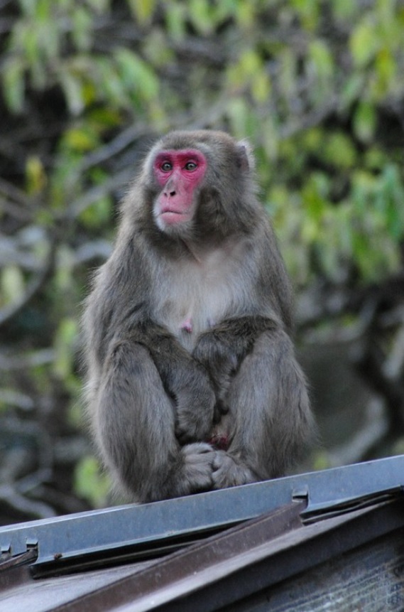 日本70年來首個母猴王!打跑公猴當上霸主,卻因";三角戀";地位不穩 日本70年來首個母猴王!打跑公猴當上霸主,卻因";三角戀";地位不穩