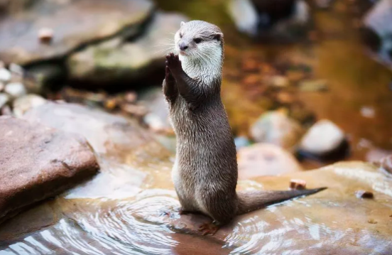 鬣狗愛乾淨?事實上關於鬣狗的這些傳聞都不真實,它們也不是犬科 鬣狗愛乾淨?事實上關於鬣狗的這些傳聞都不真實,它們也不是犬科