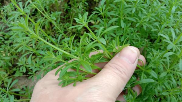 農村的&OpenCurlyDoubleQuote;鋸鋸滕&rdquo;有啥用？把它搗爛，跌打損傷有幫助