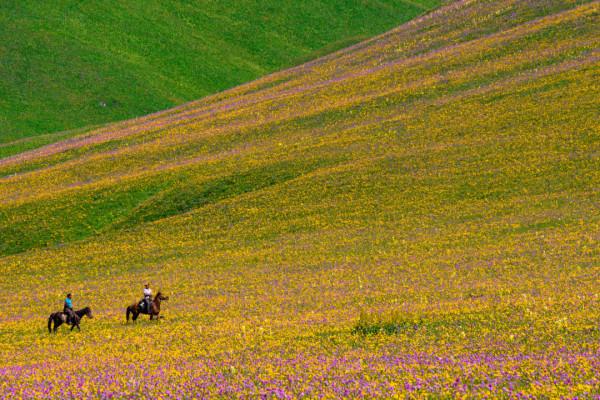 多少人的夢想!湖南姑娘用5年,在新疆禾木打造了個絕美花園 多少人的夢想!湖南姑娘用5年,在新疆禾木打造了個絕美花園