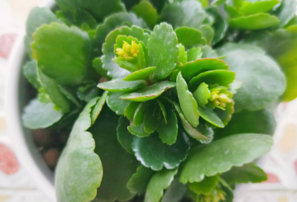 長壽花沒長花苞，能不能剪？別剪，放個“大招”就可以了