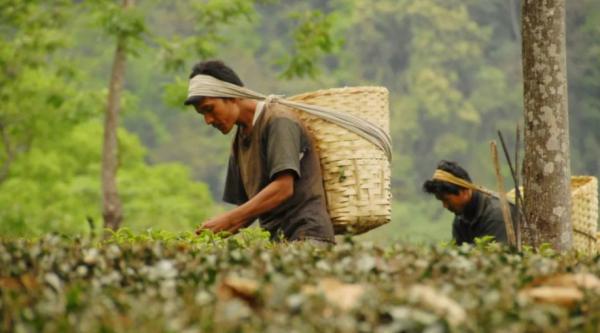 印度曾把茶葉做到世界第一,把中國茶葉逼入絕境,其中發生了什麼 印度曾把茶葉做到世界第一,把中國茶葉逼入絕境,其中發生了什麼