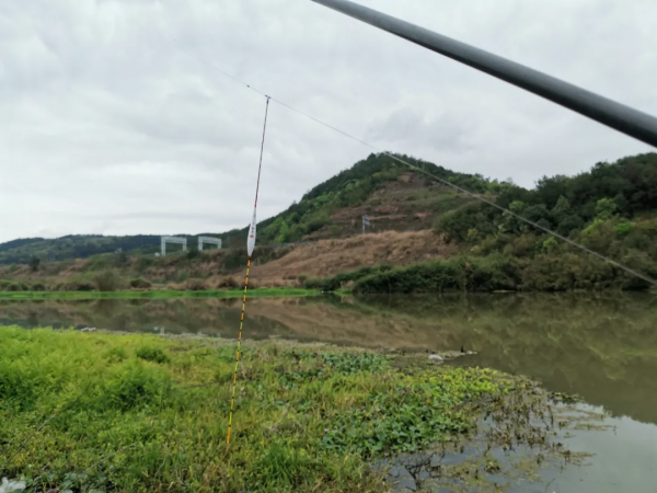 為什麼野釣鯽魚不建議浮釣？看完這幾條理由，你就明白了