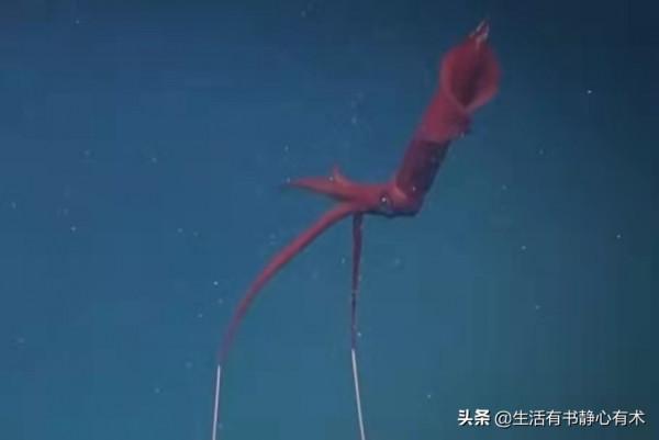 漲知識，八種可怕的海洋生物