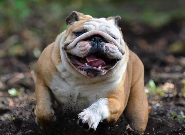 英國鬥牛犬體臭怎麼辦？