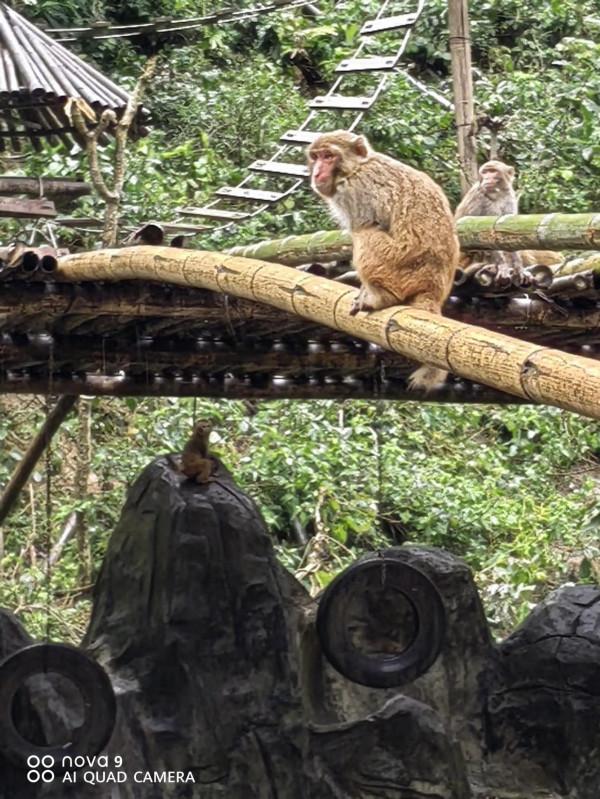 西雙版納原始森林公園原始森林…