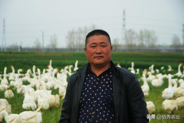 新鮮:農民租玉米田養大鵝,有人拍手叫好,有人擔心玉米減產 新鮮:農民租玉米田養大鵝,有人拍手叫好,有人擔心玉米減產