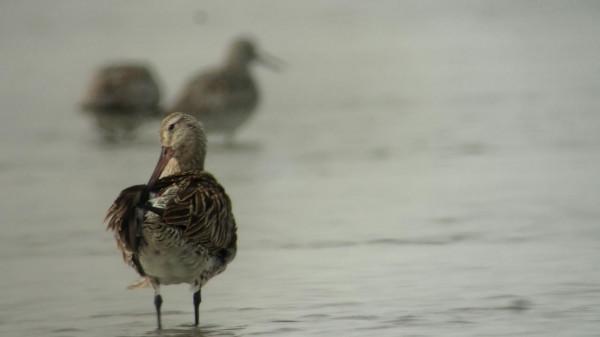 不吃不喝不睡覺,這隻鳥竟連續飛了11天12200公里 不吃不喝不睡覺,這隻鳥竟連續飛了11天12200公里