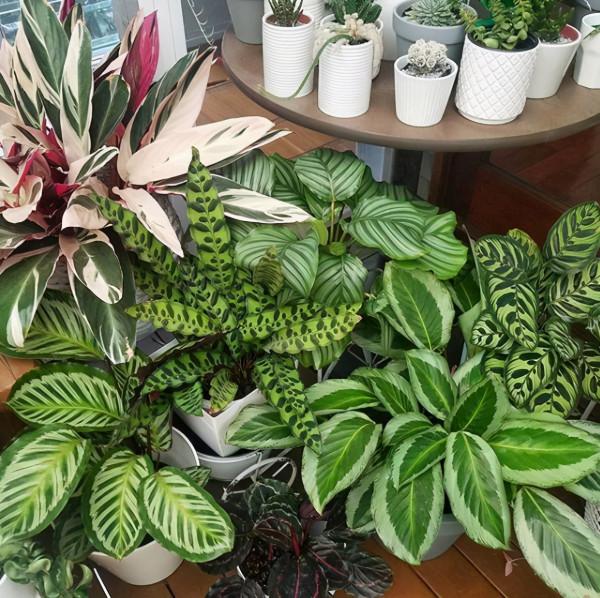 8種“漂亮花”別曬大太陽，一曬就耷拉，客廳不見光，養成綠森林