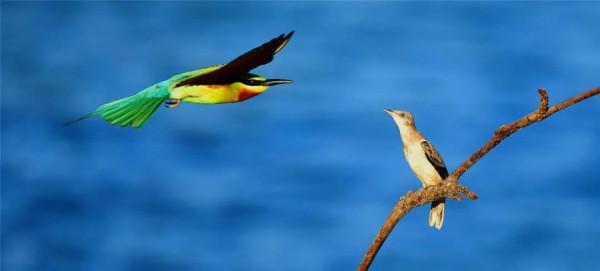 “中國最美小鳥”到底有多美？