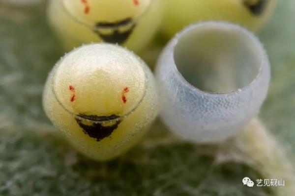 微距攝影師帶你走進沒見過的蟲蟲隱秘世界