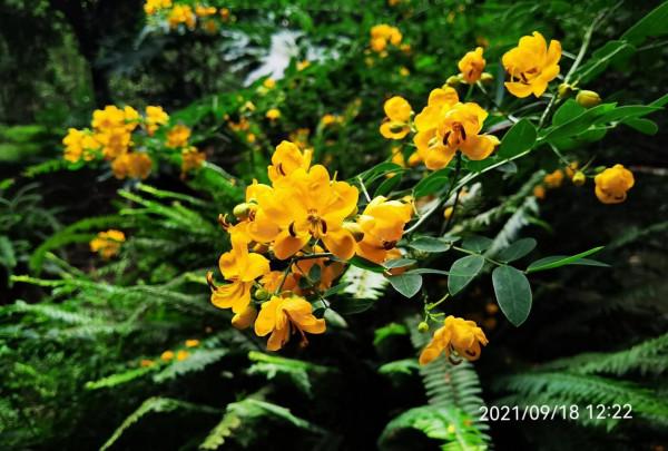 雙莢決明,秋日的色彩 雙莢決明,秋日的色彩