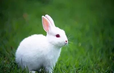 小白兔白又白，兩隻耳朵豎起來，蹦蹦跳跳真可愛，哎呀真香