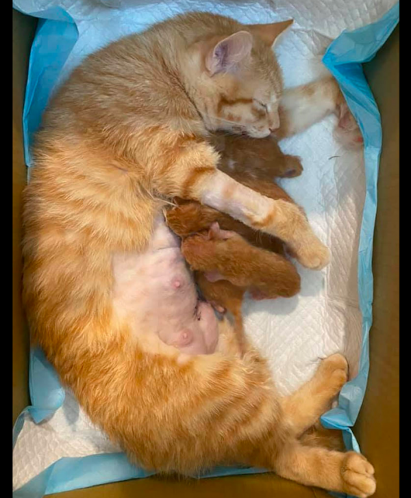 貓咪一個半月沒出門,家裡只有一隻狗狗,卻被醫生告知它懷孕了? 貓咪一個半月沒出門,家裡只有一隻狗狗,卻被醫生告知它懷孕了?