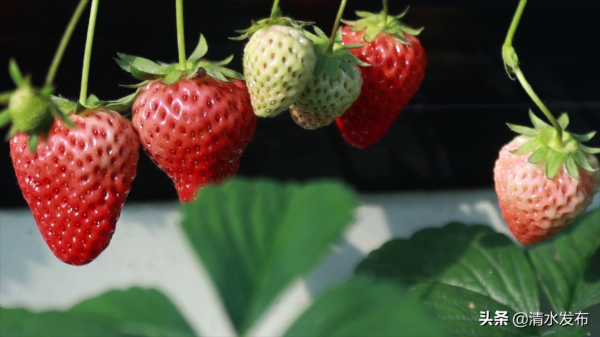 【組圖】草莓：紅果綠葉香滿園