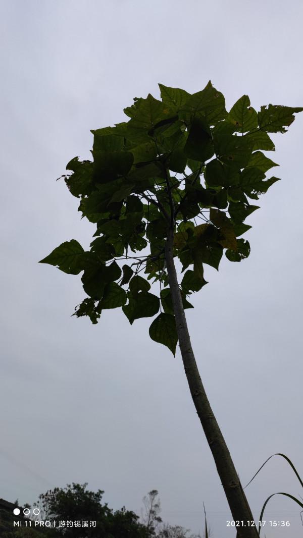 開杆即中目標大板鯽，誰料世事難如願