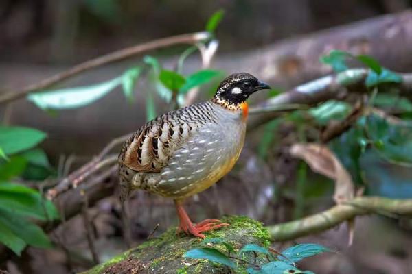 海南冬季拍鳥忙 海南冬季拍鳥忙