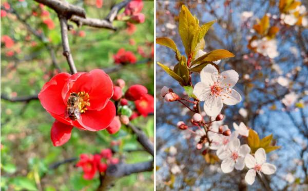 高顏值！陝西這所高校位於特大城市，佔地4300畝！網友：風景絕美