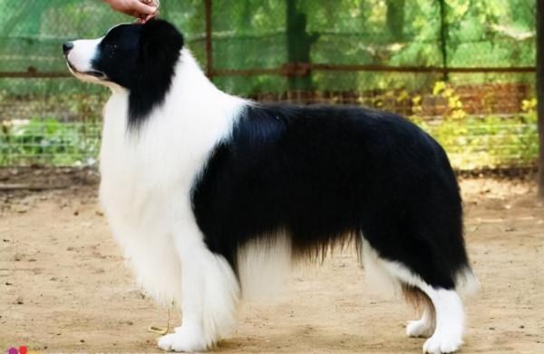 普通人強化30倍,力量會有多恐怖?能徒手打死棕熊嗎? 普通人強化30倍,力量會有多恐怖?能徒手打死棕熊嗎?