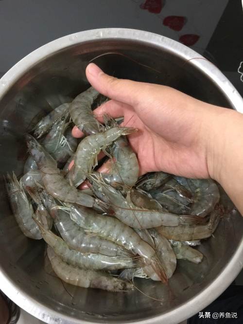 喂觀賞魚吃的東西需要冰凍或者加熱嗎？如何處理魚食更健康呢？