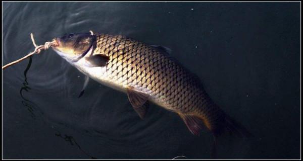 夜釣想要上大魚，記得把握好這兩種窩餌分家的作釣思路