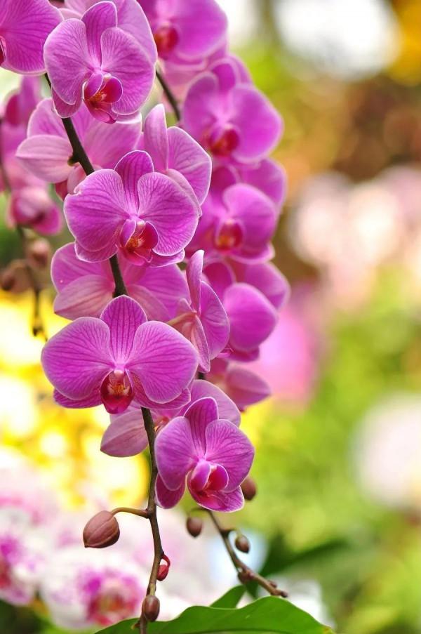 漂亮的蝴蝶蘭大全，顏色各異、姿態萬千