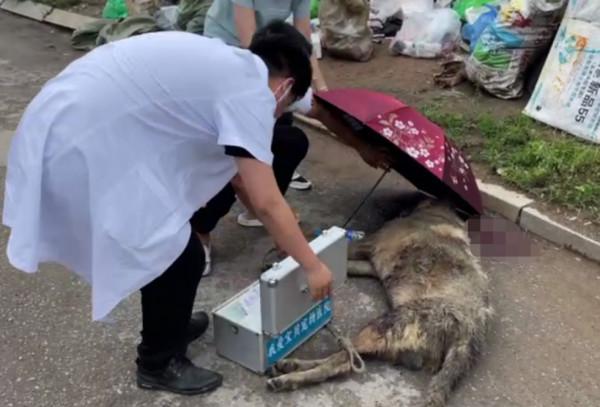 家犬餓了3天后偷吃雞,主人氣得打到奄奄一息:看你還長不長記性 家犬餓了3天后偷吃雞,主人氣得打到奄奄一息:看你還長不長記性