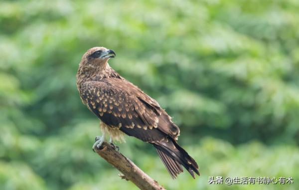 漲知識，鳥類中的縱火犯“黑鳶”