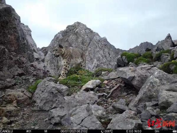 黑頸鶴、雪豹、林麝、扭角羚…大熊貓的故鄉藏著哪些“生物多樣性”密碼？