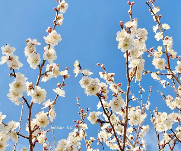 又是一年賞花季