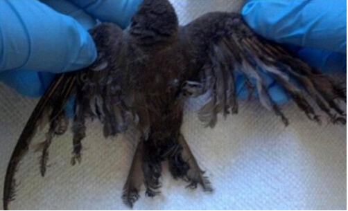 個人認為最棒的太陽能發電模式，熔鹽塔式發電