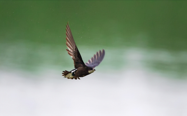 世界上飛速最快的鳥類排行榜，連飛機都被第八名“超車”了