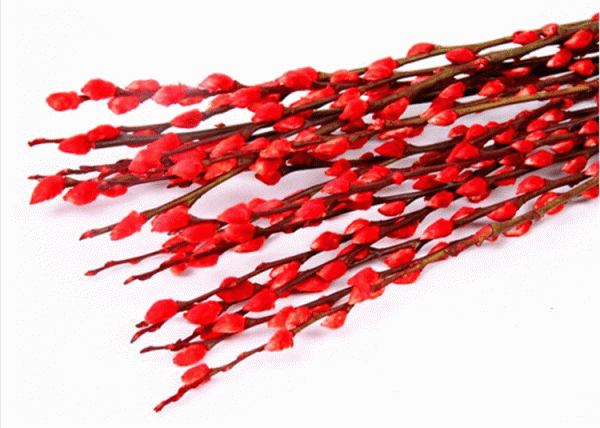 年味十足的的十一種花