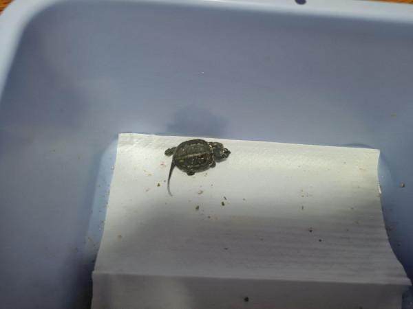 從出殼養到大的浪漫,烏龜蛋孵化選購經驗談及龜苗過冬裝備推薦 從出殼養到大的浪漫,烏龜蛋孵化選購經驗談及龜苗過冬裝備推薦