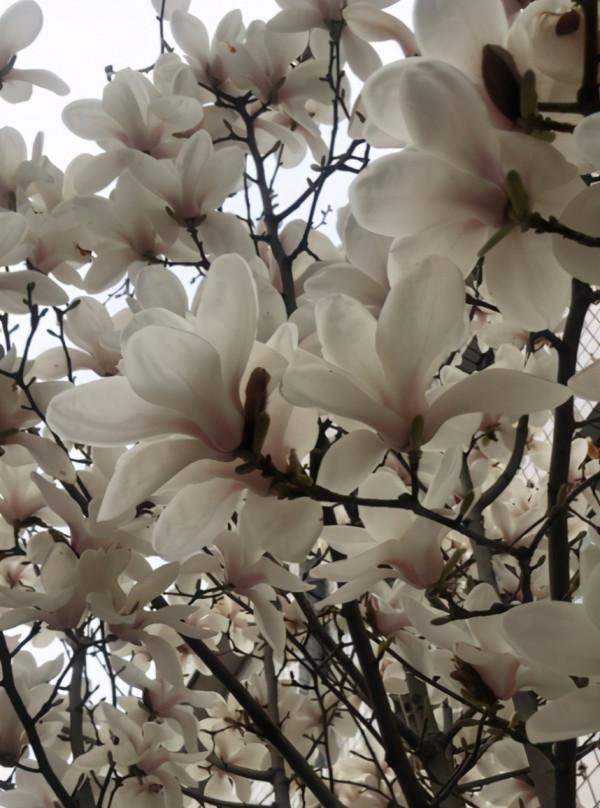 家裡有院子的,4種樹鎮宅好寓意,創造條件也要種 家裡有院子的,4種樹鎮宅好寓意,創造條件也要種