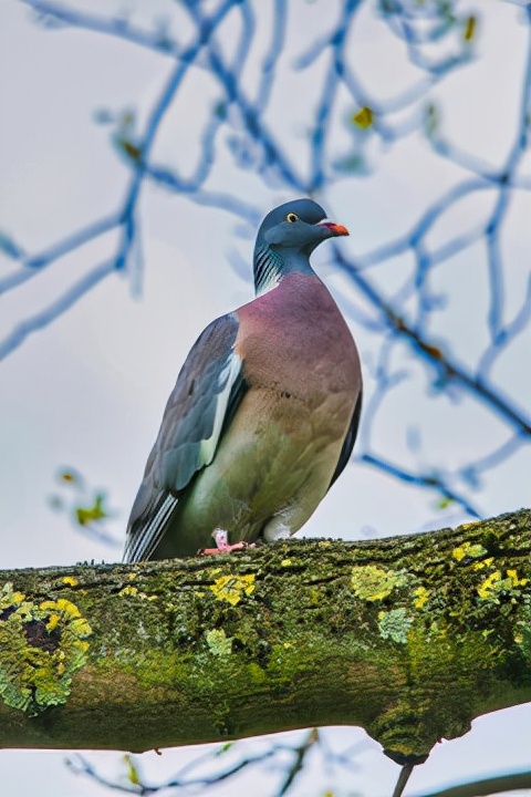 珍稀的新疆野鴿，斑尾林鴿，不能捕殺