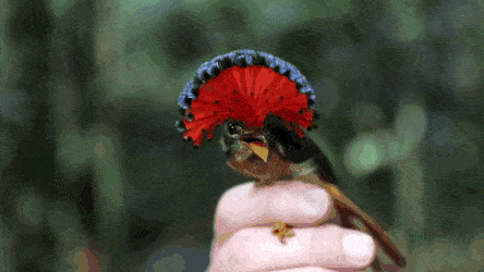 怒髮衝冠,憑欄處~紅紅火火的腦袋—皇霸鶲 怒髮衝冠,憑欄處~紅紅火火的腦袋—皇霸鶲