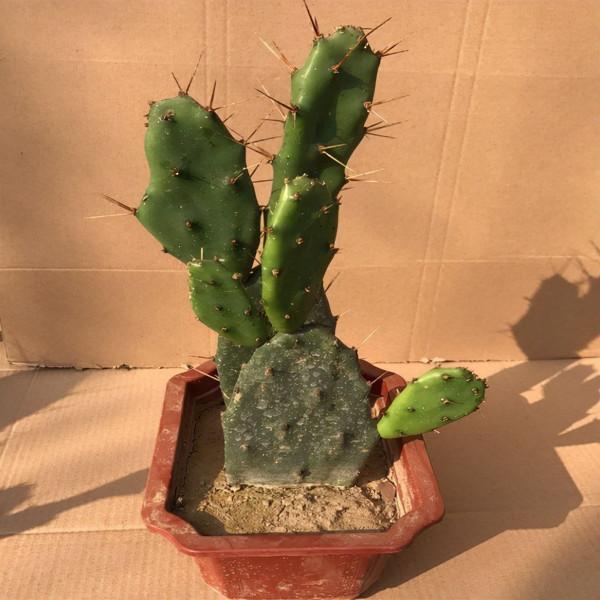 4種耐旱小盆栽,秋季天涼剛好繁殖,從少變多很容易 4種耐旱小盆栽,秋季天涼剛好繁殖,從少變多很容易