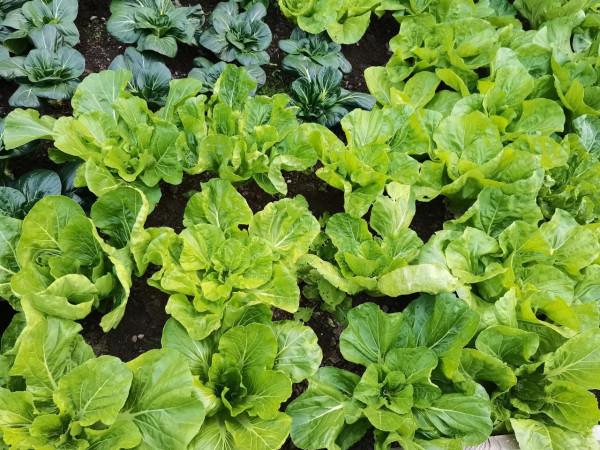 樓頂綠意盎然的蔬菜