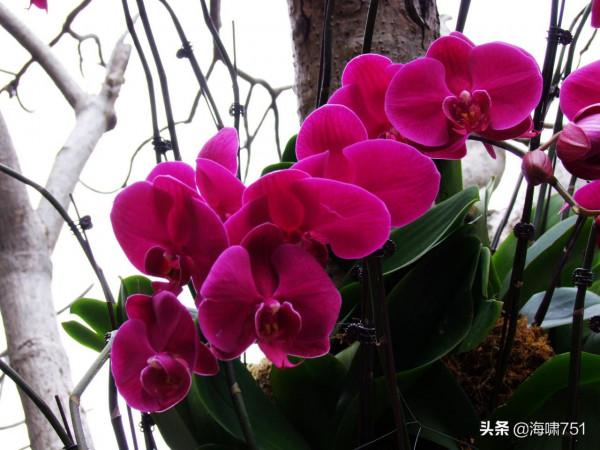 花中極品蝴蝶蘭 花中極品蝴蝶蘭