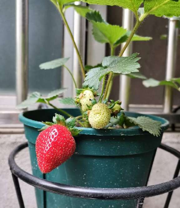 種草莓,做好這6步,顏色通紅,甜過奶油 種草莓,做好這6步,顏色通紅,甜過奶油