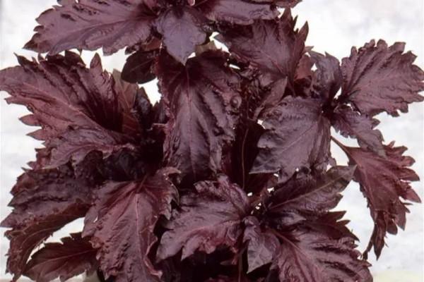 羅勒、聖羅勒、甜羅勒和河南“荊芥”，到底什麼關係？