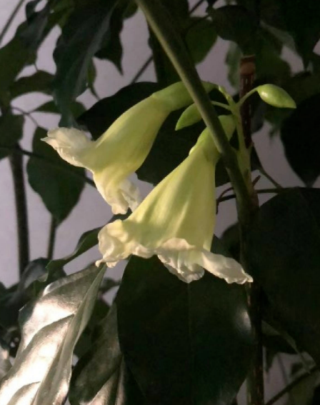 家裡養的蘆薈，開出一串大花箭，好運氣要來了？