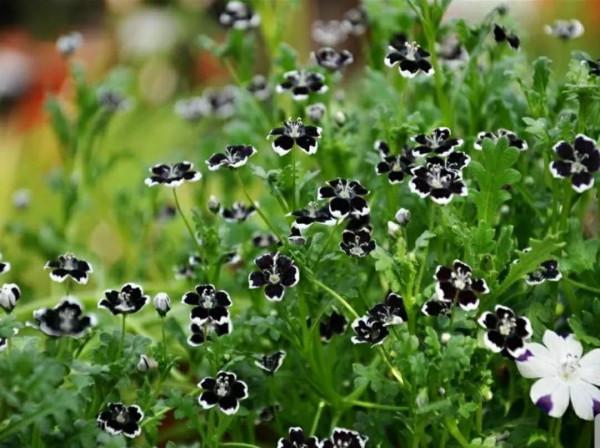 走進藍色海洋,你就是女王!嬰兒的蘭眼睛—喜林草。挺住,別迷路 走進藍色海洋,你就是女王!嬰兒的蘭眼睛—喜林草。挺住,別迷路