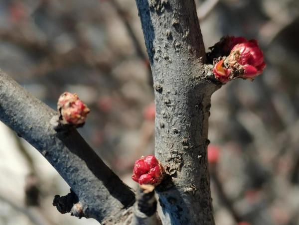 三位姥姥逛北京大觀園